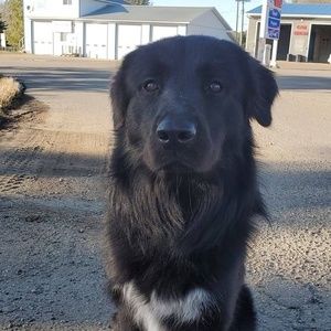 Meet your Posher, Norman